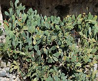 DSC 8788 Figuier de Barbarie - Opuntia ficus-indica